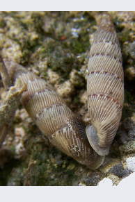 Tabella accoppiamento Clausiliidae