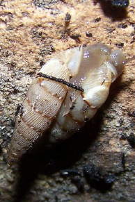 Tabella accoppiamento Clausiliidae