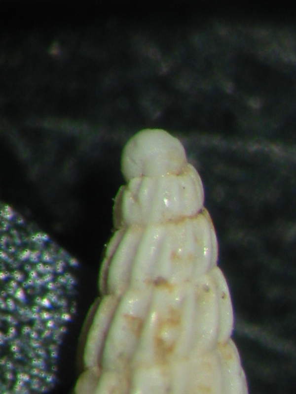 Turbonilla