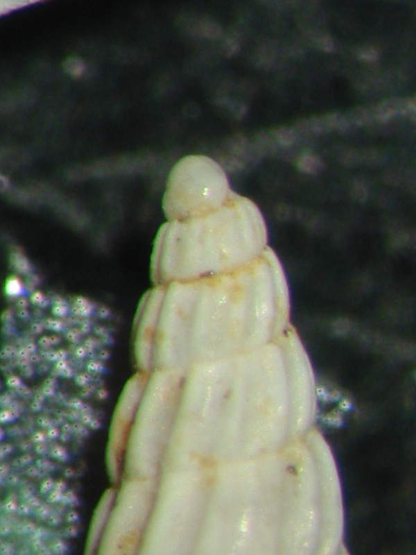 Turbonilla