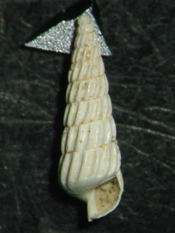 Turbonilla