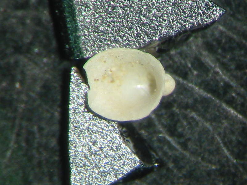 Williamia gussonii var. pliocenica (giovane)