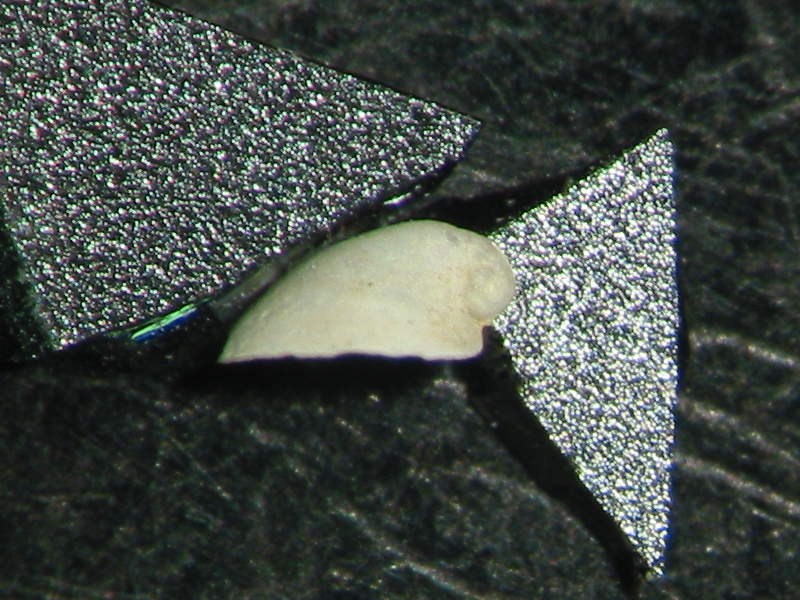 Williamia gussonii var. pliocenica (giovane)