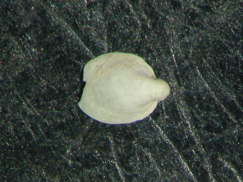 Williamia gussonii var. pliocenica (giovane)