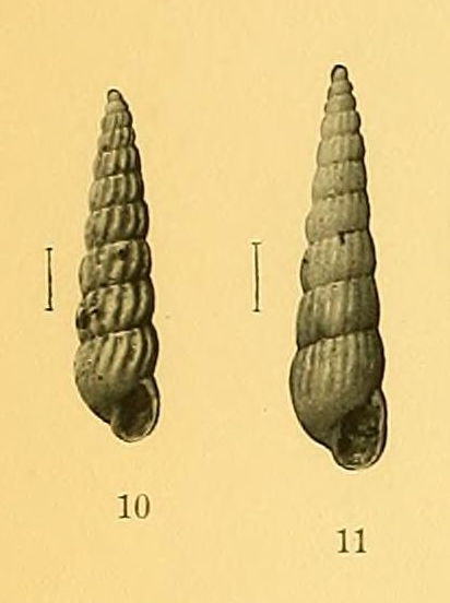 Turbonilla della Tunisia
