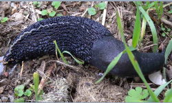 Tabella genere Limax