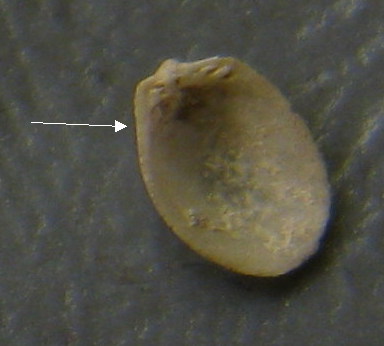 Limopsis