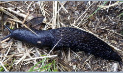 Tabella genere Limax