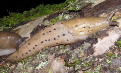 Tabella genere Limax