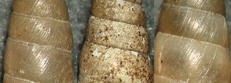 A proposito di Clausilia ligurica Pini, 1884