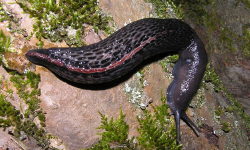 Tabella genere Limax