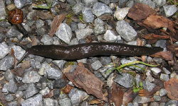 Tabella genere Limax