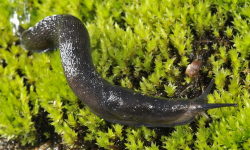 Tabella genere Limax