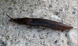 Tabella genere Limax