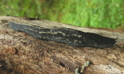 Tabella genere Limax