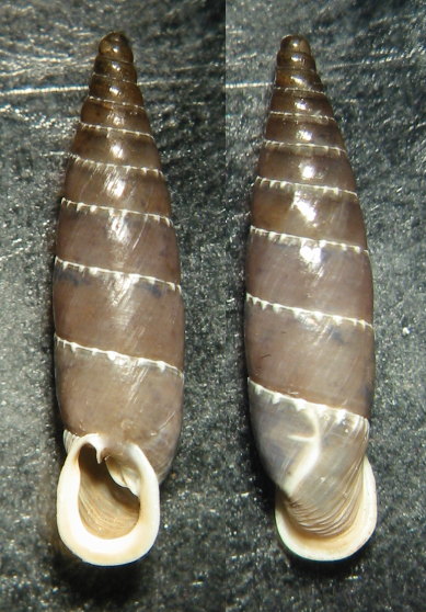 Leucostigma candidescens (Rossmssler, 1835)