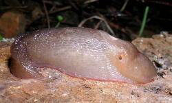 Tabella genere Limax