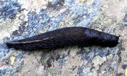 Tabella genere Limax