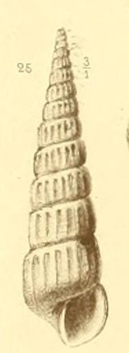 turbonilla pseudogradata?