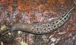 Tabella genere Limax