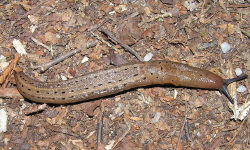 Tabella genere Limax