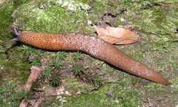 Tabella genere Limax