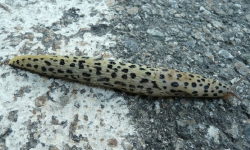 Tabella genere Limax