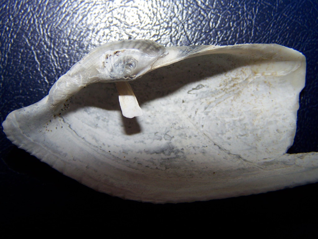 Petricola?