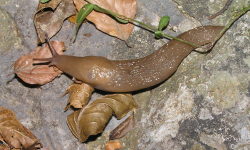 Tabella genere Limax