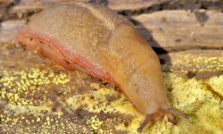 Tabella genere Limax