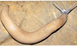 Tabella genere Limax