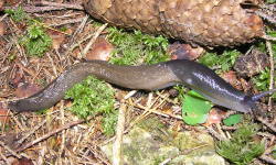 Tabella genere Limax