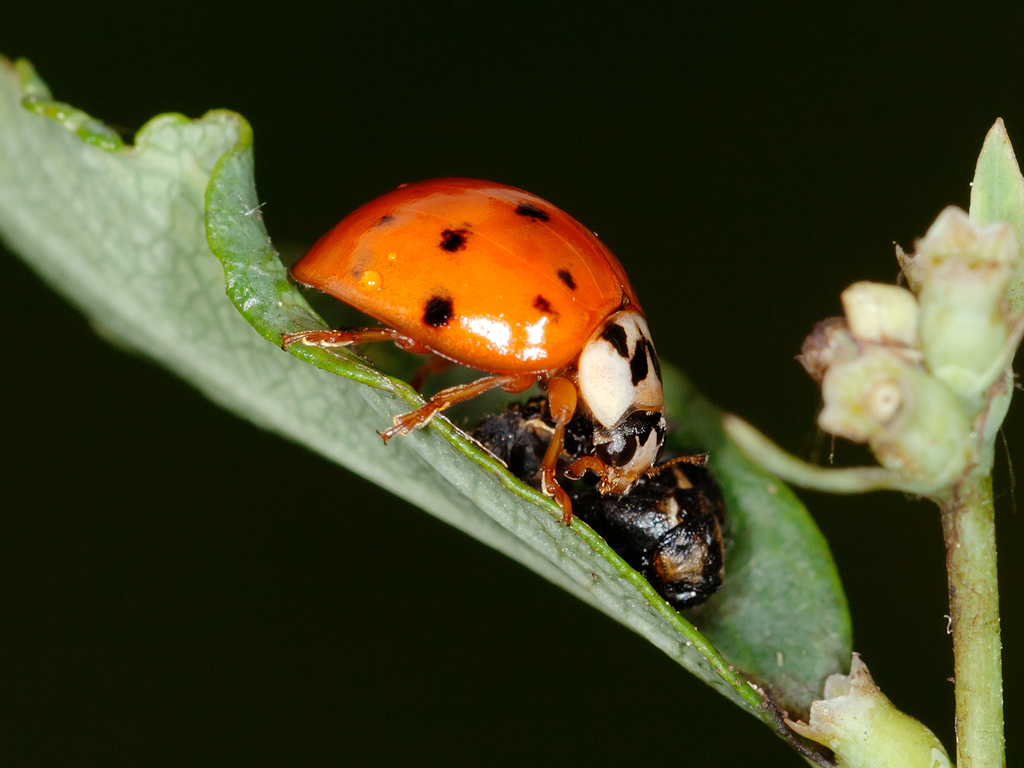 Harmonia axyridis, coccinella carnivora...