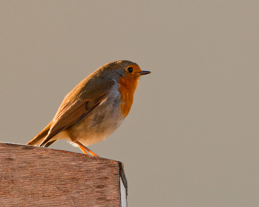 Un pettirosso in attesa di....