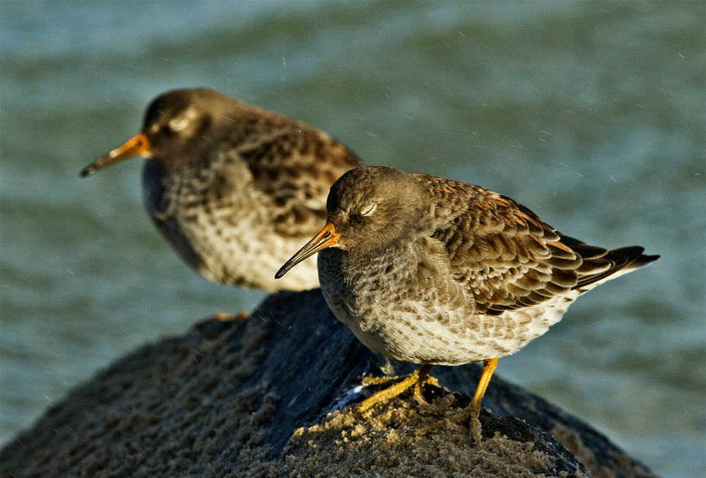 Piovanello violetto -Calidris maritima