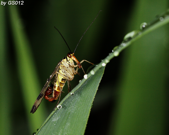 Panorpa sp.