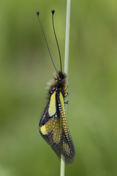 farfalla? No. Libelloides coccajus