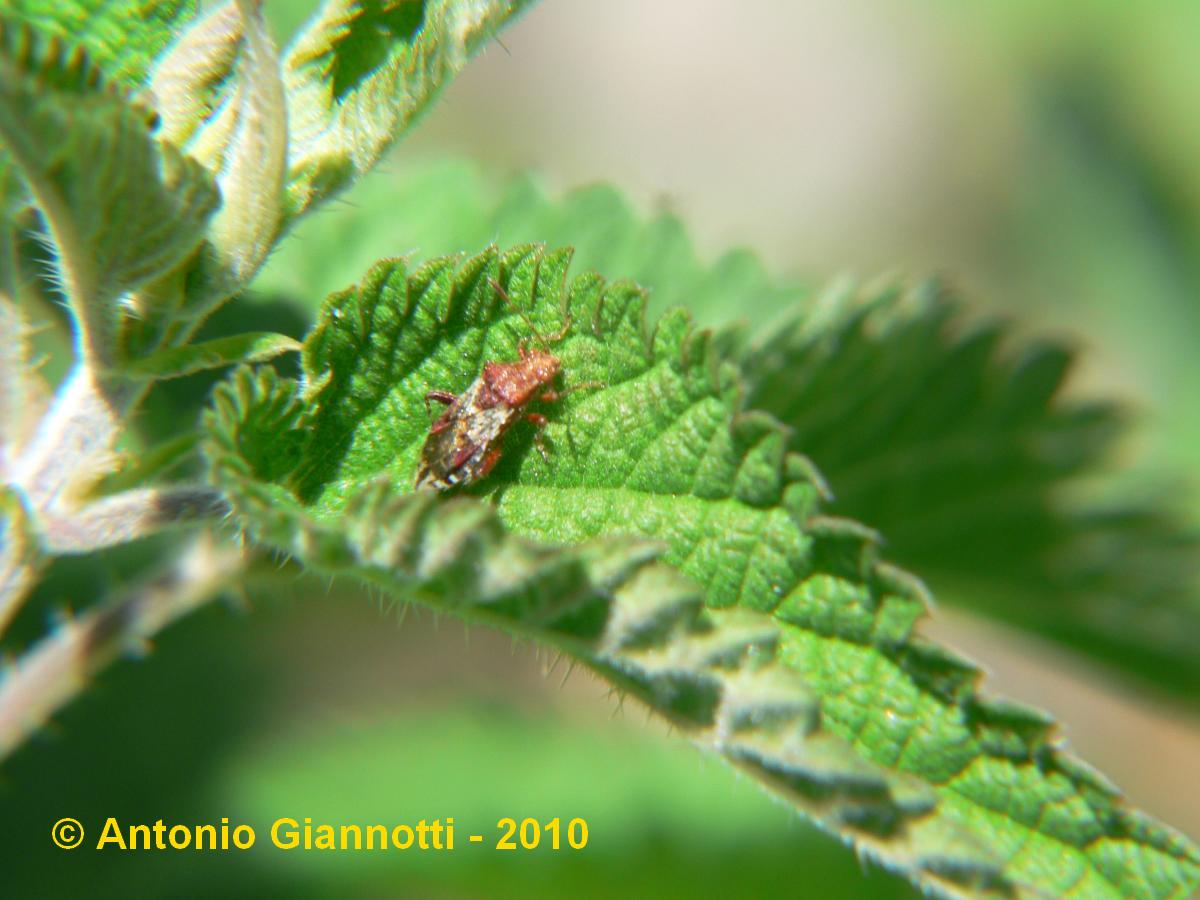 Rhopalus: Rhopalus cfr. subrufus di Gravedona