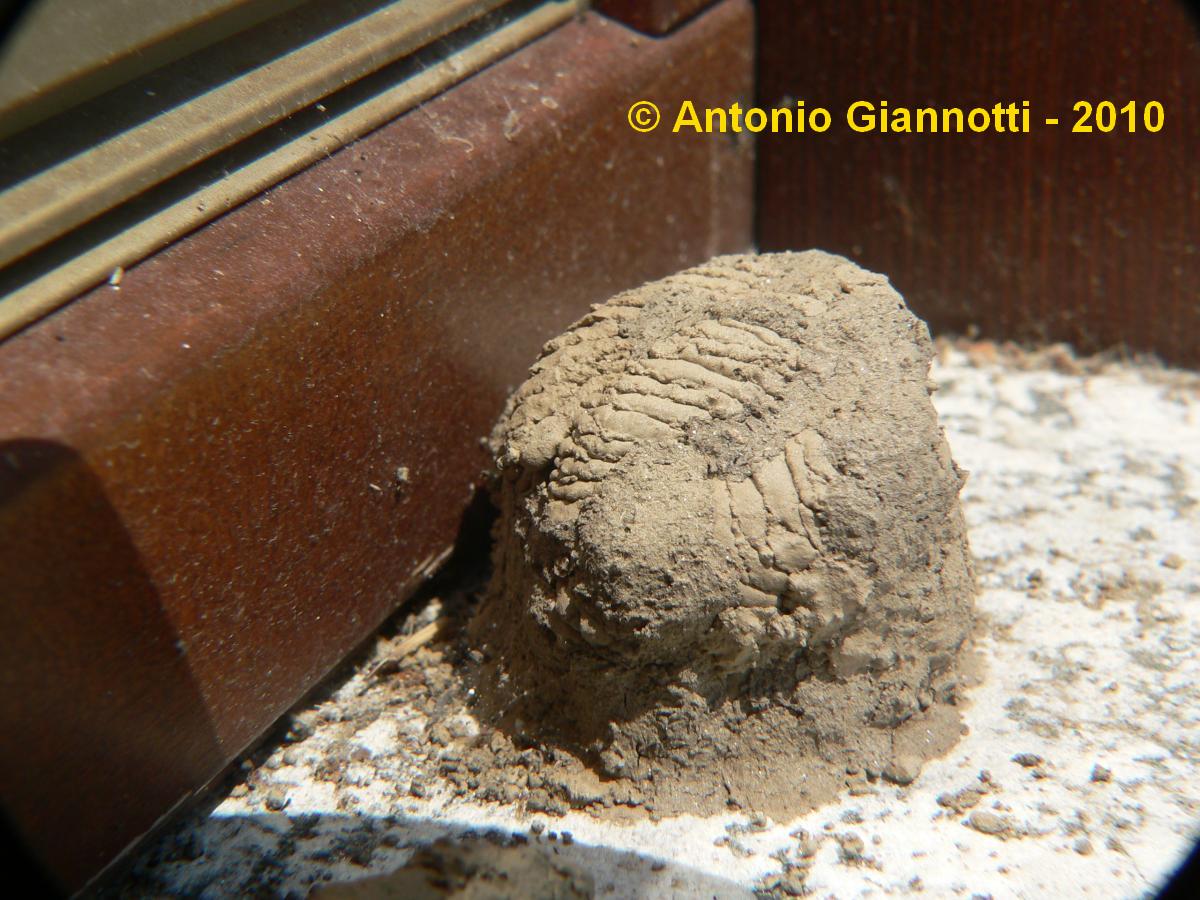 Nido di fango (Sceliphron? Chalicodoma?)