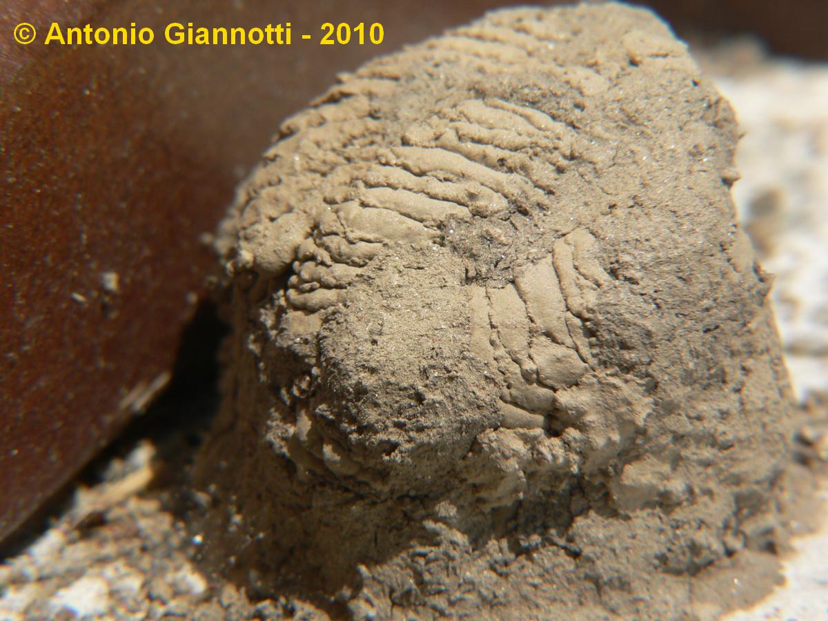 Nido di fango (Sceliphron? Chalicodoma?)