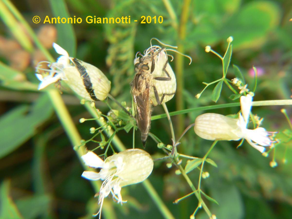 Asilidae ?