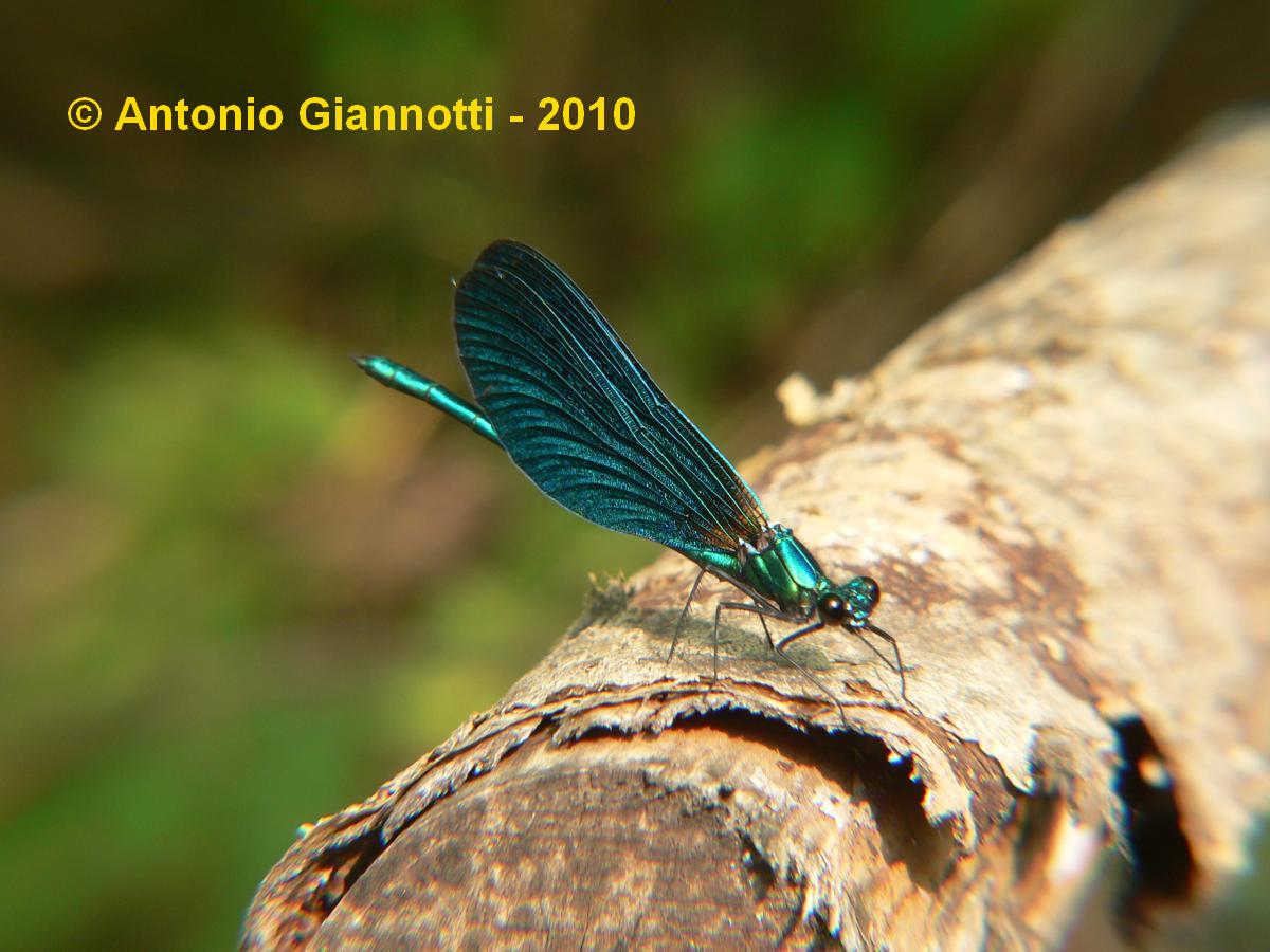 Callopteryx virgo