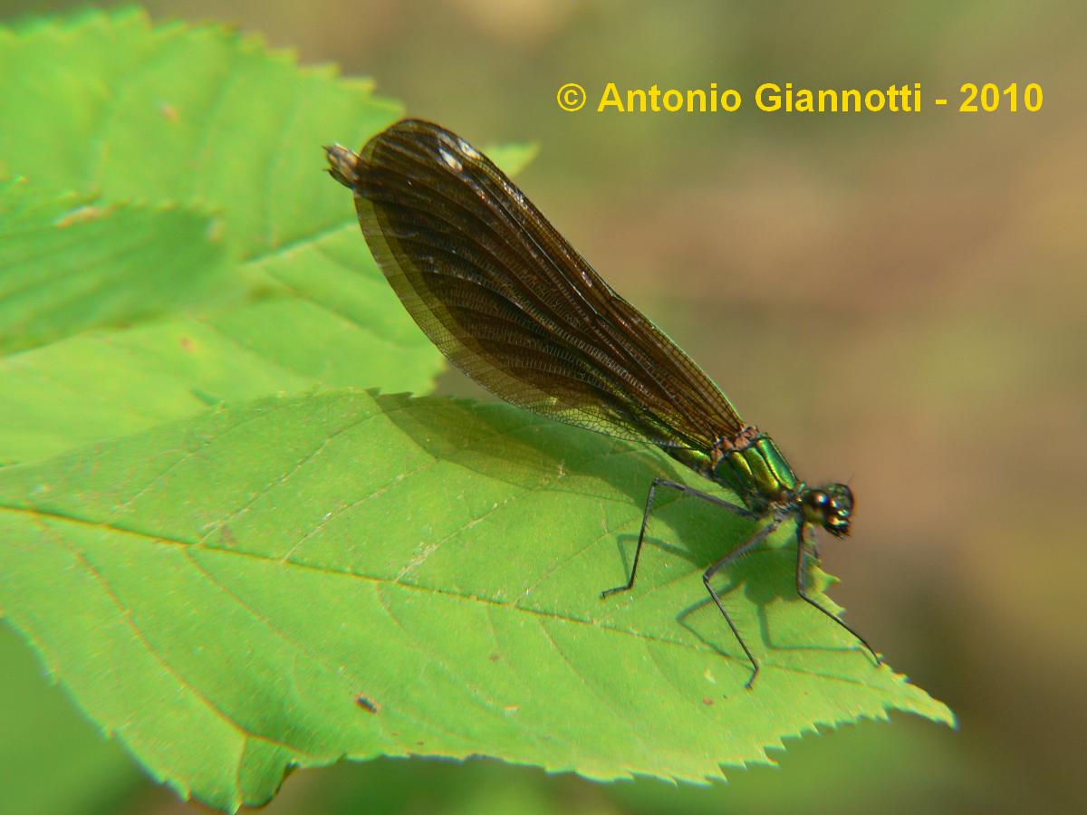Callopteryx virgo - 2