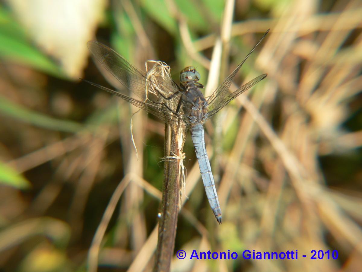 Orthetrum coerulescens