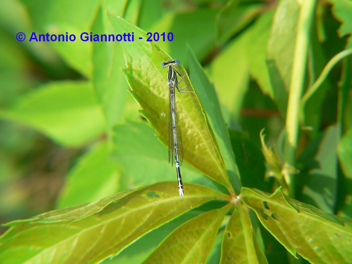 Platycnemis pennipes