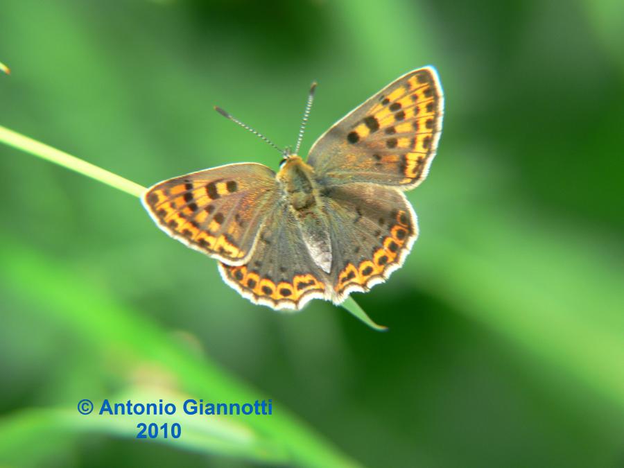 Lycaenidae ?