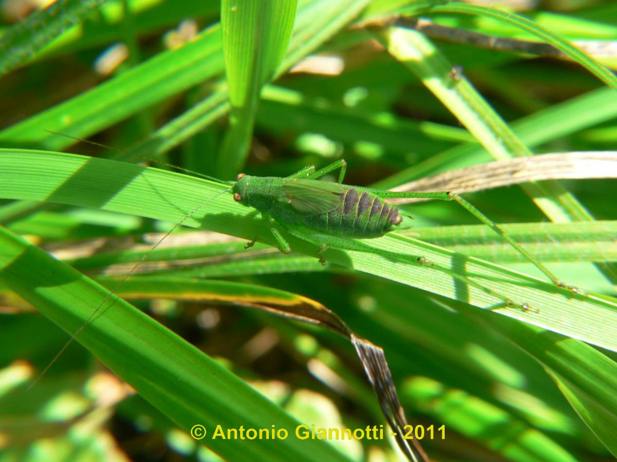 Tettigonidae da indentificare - Phaneroptera sp.