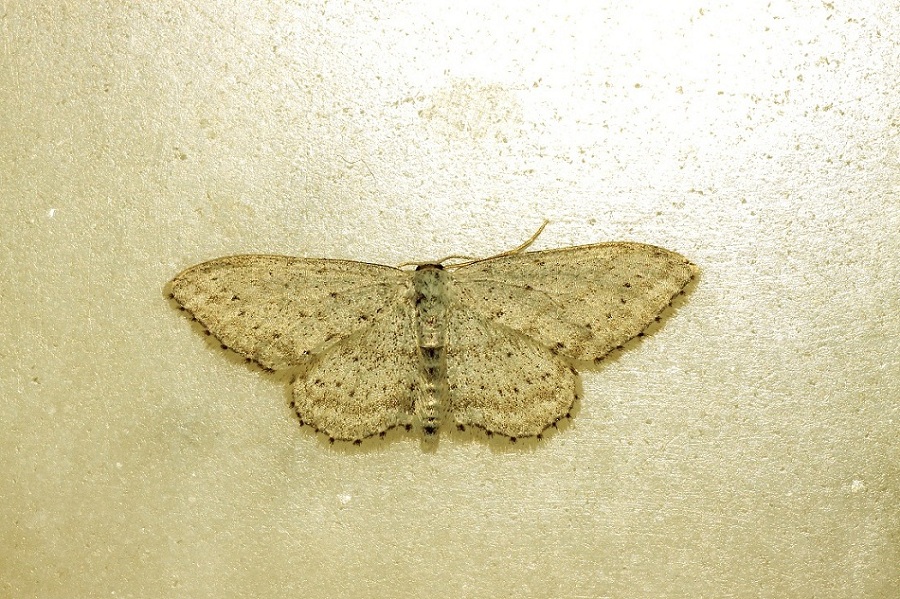 Geometridi : Scopula o Idaea ?