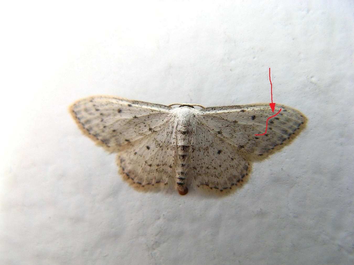 Geometridi : Scopula o Idaea ?