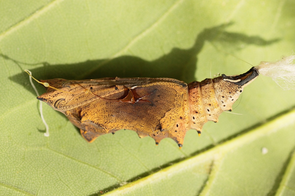 Pupa Nymphalis polychloros ?
